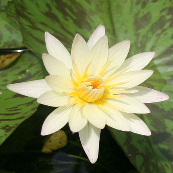 8 x 10 Tropical Full Sun Pond Plant Variety Pack