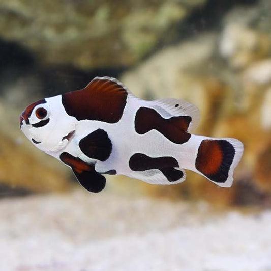 Captive-Bred Mocha Storm Clownfish