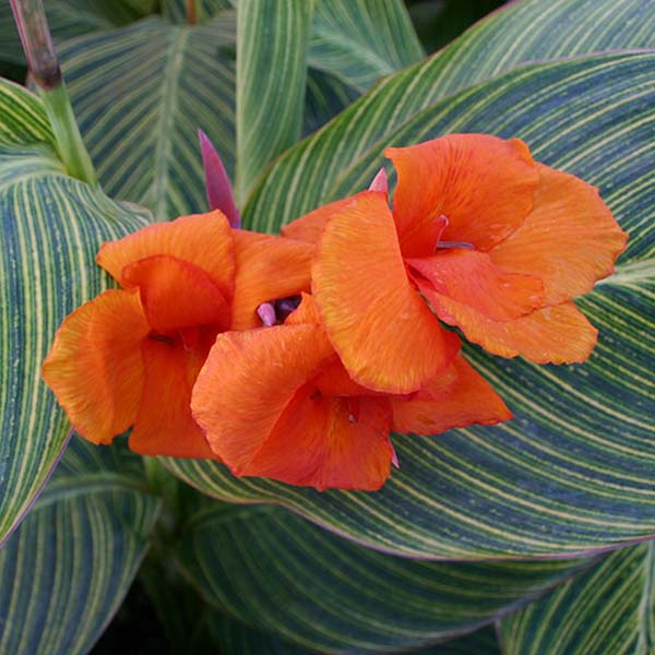5x5 Tropical with Sun Pond Plant Starter Pack
