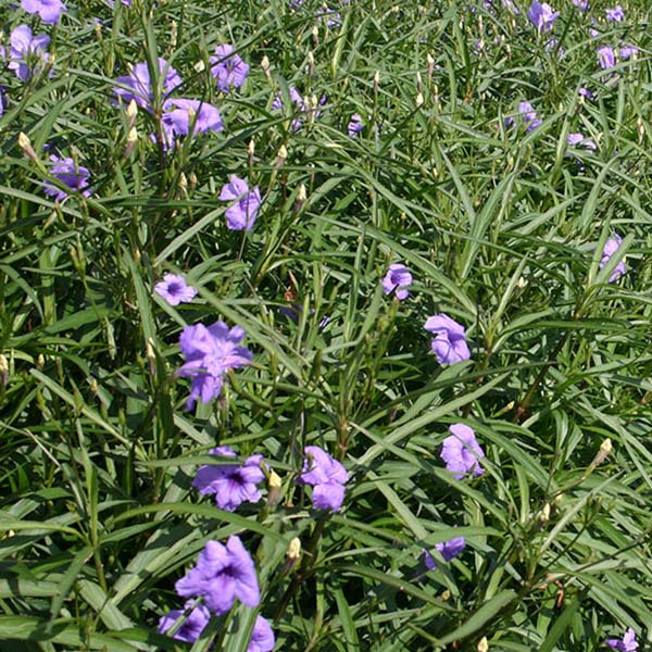 8 x 10 Tropical Full Sun Pond Plant Variety Pack