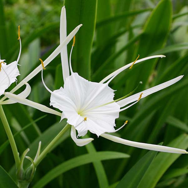 5x5 Tropical with Partial Shade Pond Plant Starter Pack