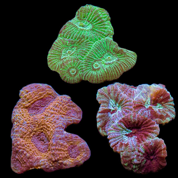 Premium Aquacultured Brain Coral Packs