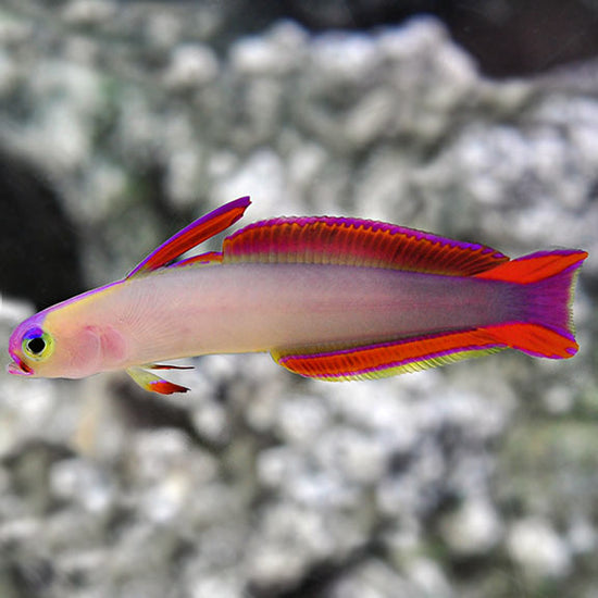 Purple Firefish – LiveAquaria