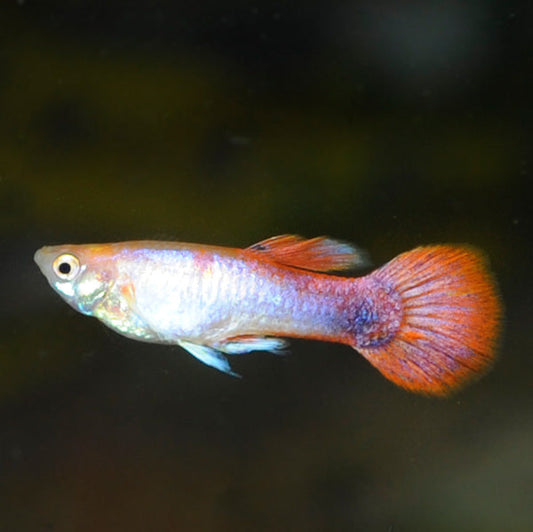 Pink Rose Guppy, Male
