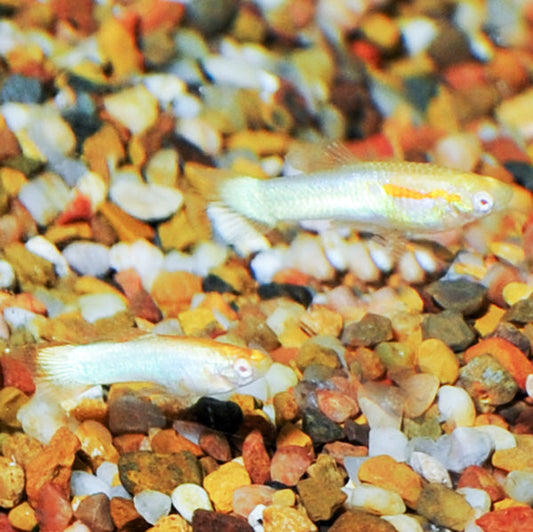 Red Eye Blue Endler Guppy, Male