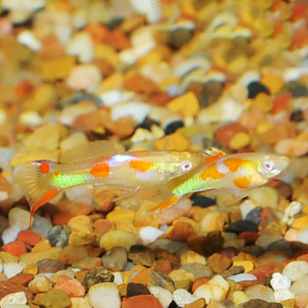 Calico Red Eye Endler Guppy, Male