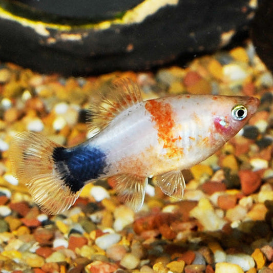 Tiger Mickey Mouse Platy