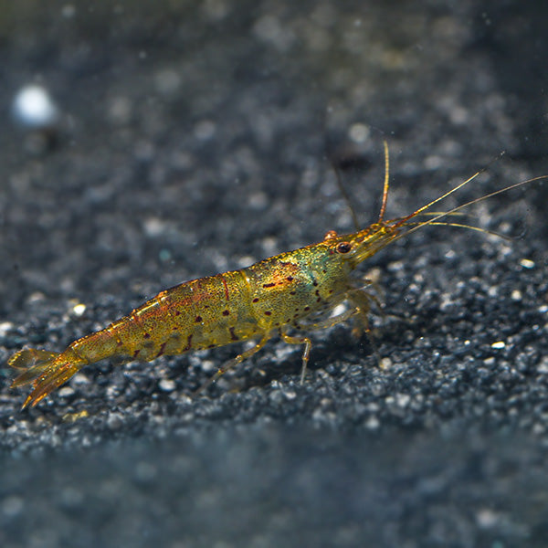 Pearl Tiger Stripe Shrimp