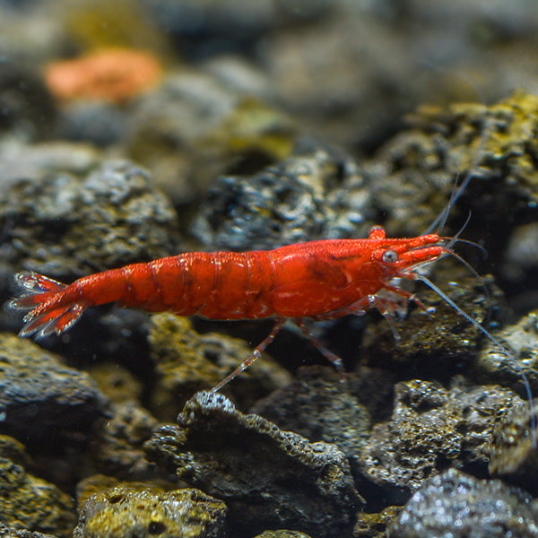 Sakura Shrimp: Tropical Fish, Invertebrates, and Amphibians for ...