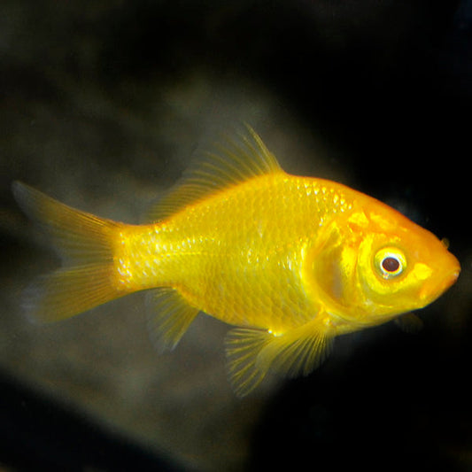 Lemon Gold Comet Goldfish