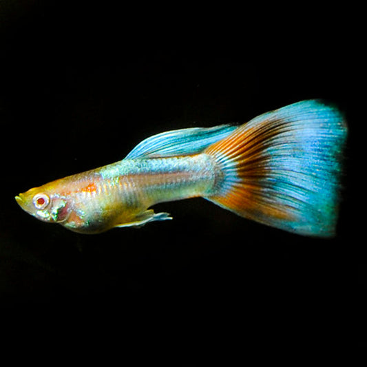 Albino Red Topaz Guppy, Male