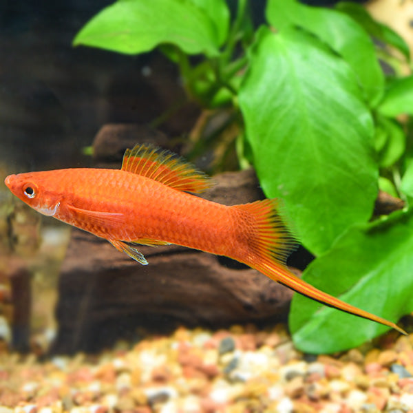 Red Swordtail: Tropical Fish for Freshwater Aquariums – LiveAquaria