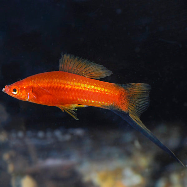 Red Comet Swordtail
