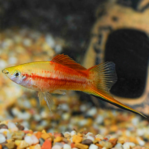 Pineapple Wag Swordtail