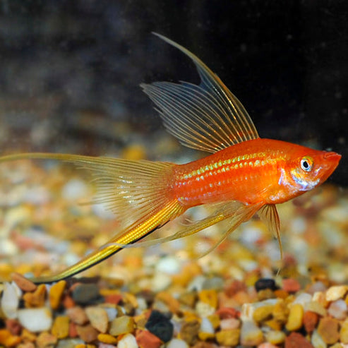 Hi Fin Swordtail: Tropical Fish for Freshwater Aquariums – LiveAquaria