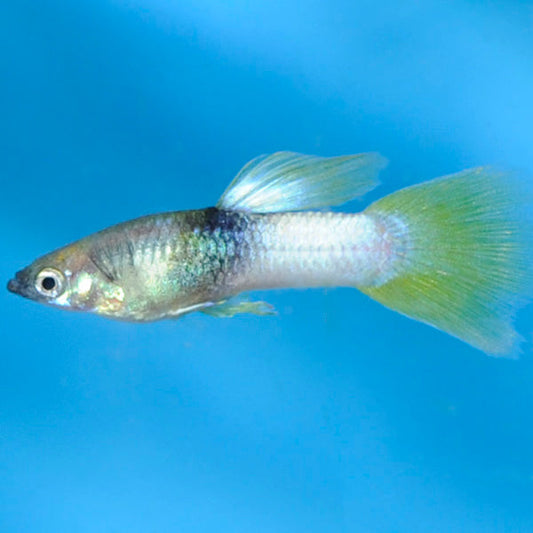 Pingu Guppy, Male
