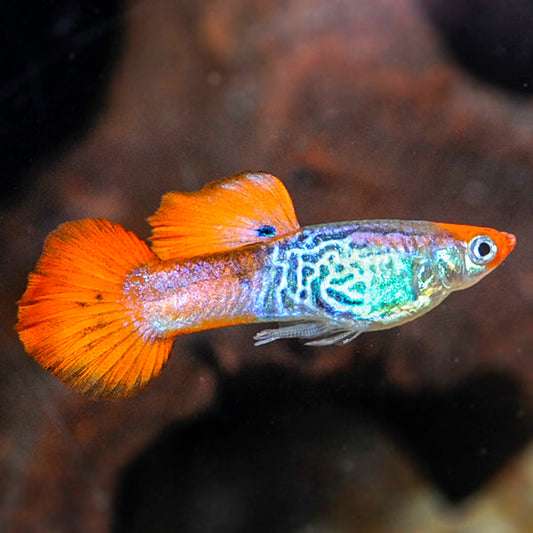 Koi Cobra Guppy, Male