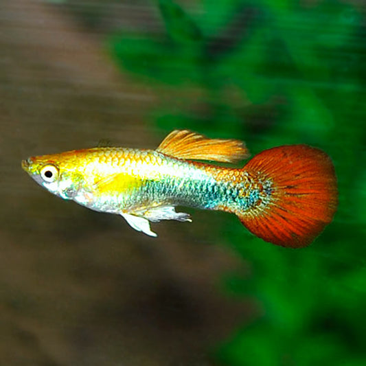 Golden Tuxedo Guppy, Male