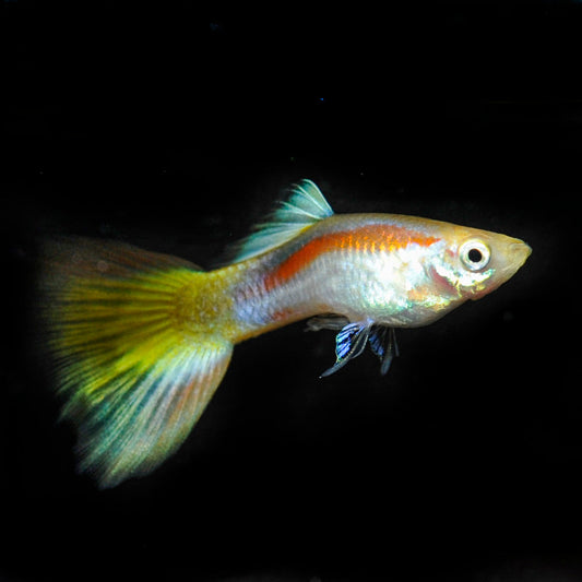 Lazer Ray Guppy, Male