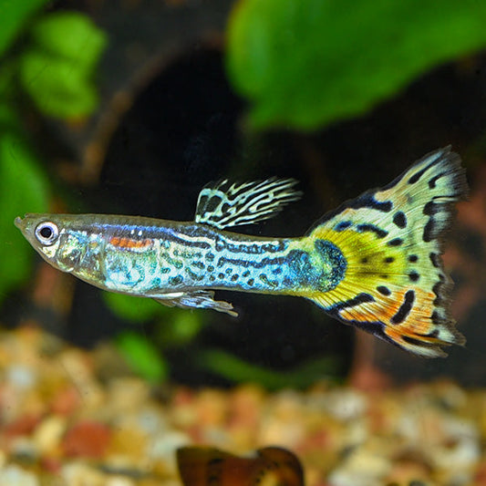Leopard Cobra Guppy, Male