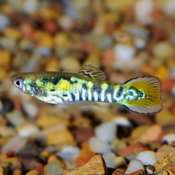 Yellow Tiger Endler's Guppy, Male