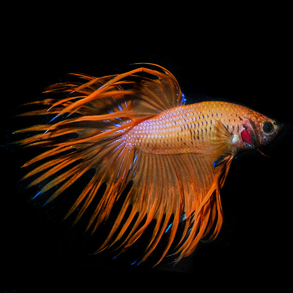 Orange Crowntail Betta, Male
