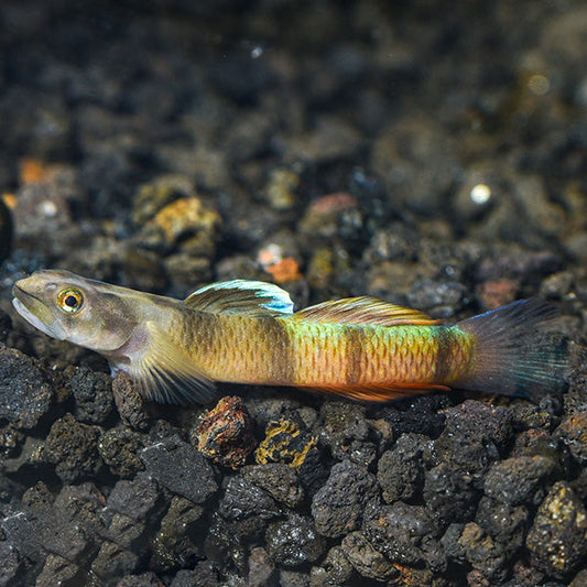 Flying Arrow Goby