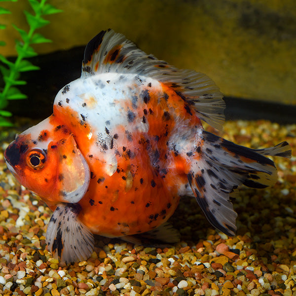 Fancy Goldfish – LiveAquaria