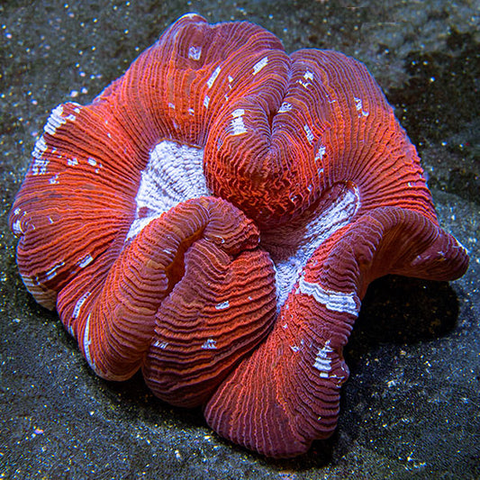 Wellso Folded Brain Coral, Red/Multicolor