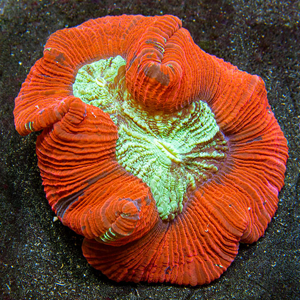 Wellso Folded Brain Coral, Red/Multicolor
