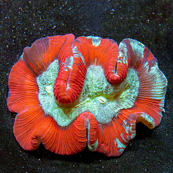 Wellso Folded Brain Coral, Red/Multicolor : Saltwater Aquarium