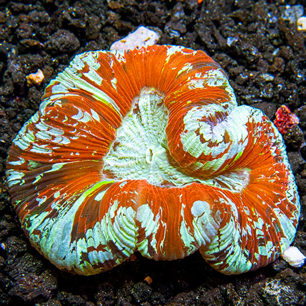 Wellso Folded Brain Coral, Rainbow