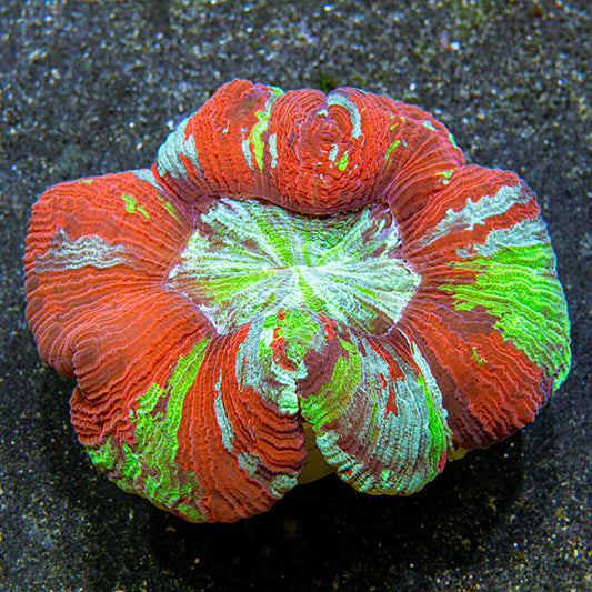 Wellso Folded Brain Coral, Rainbow