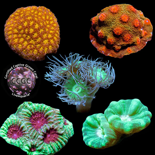 LiveAquaria® CCGC Aquacultured Coral Frag 5 Pack, Platinum Edition
