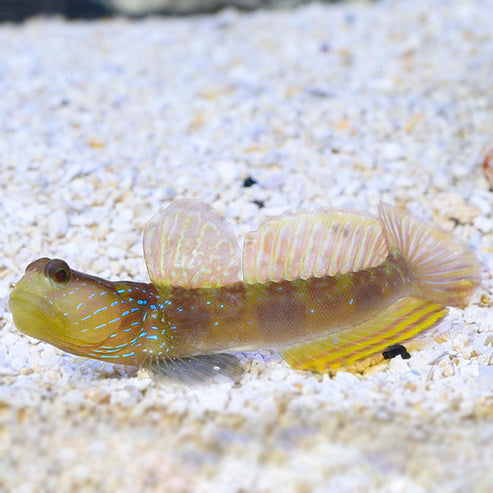 Lagoon Shrimp Goby | Saltwater Fish for Marine Aquariums – LiveAquaria