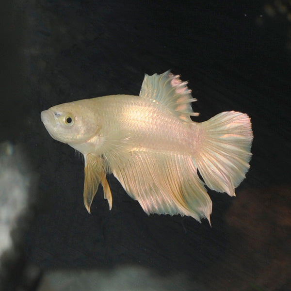 Products – LiveAquaria
