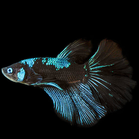 Avatar Betta, Male