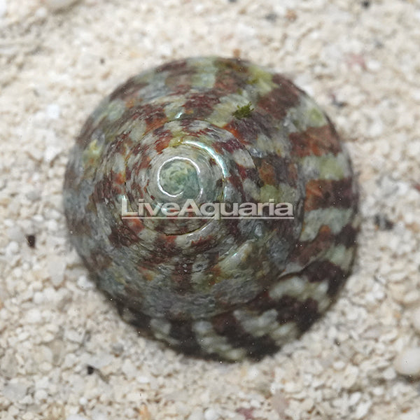 Radiate Top Shell Snail | Marine Inverts/Plants – LiveAquaria
