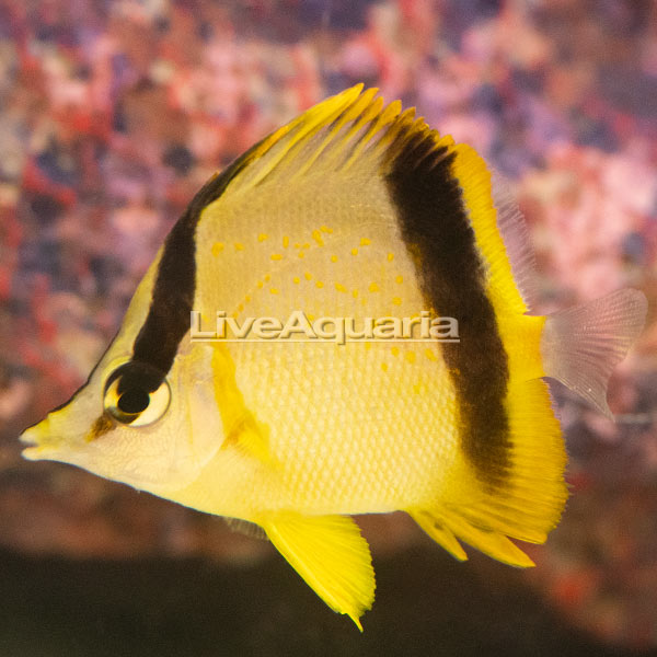 Marcella Butterflyfish | Marine Fish – LiveAquaria
