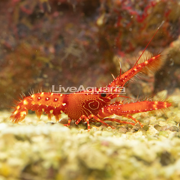 Bullseye Reef Lobster