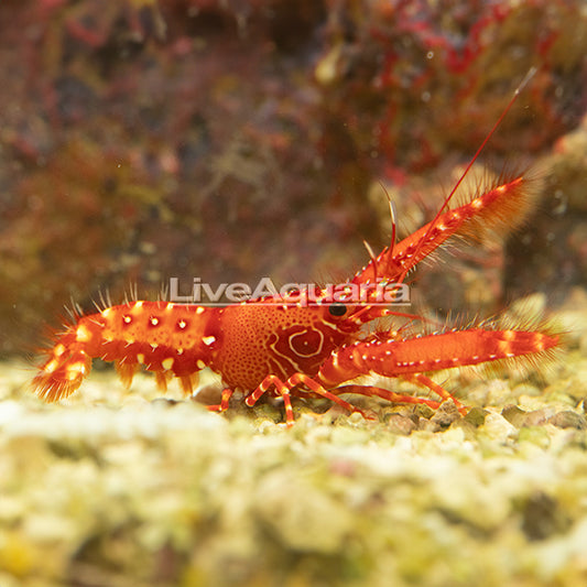 Bullseye Reef Lobster