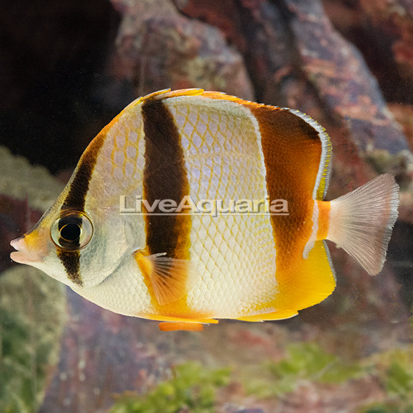 Three Banded Butterflyfish | Marine Fish – LiveAquaria