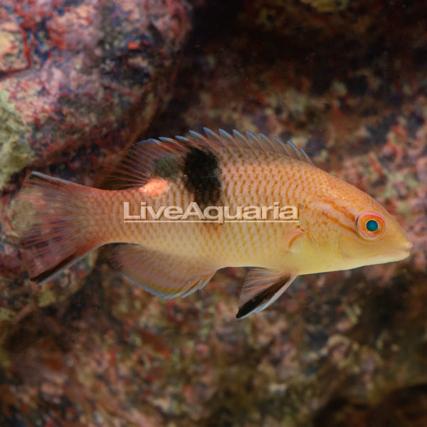 Blackbar Hogfish