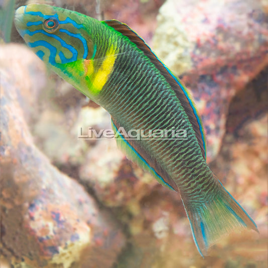 Newton's Wrasse