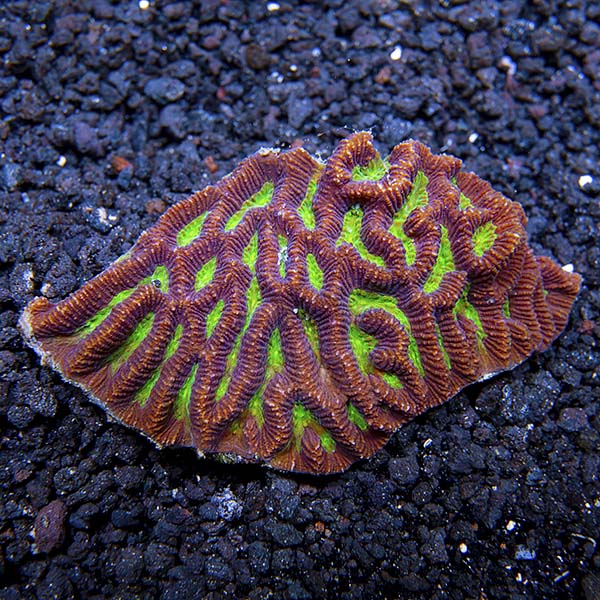 Brain Worm Platygyra Coral