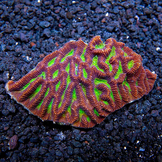 Brain Worm Platygyra Coral