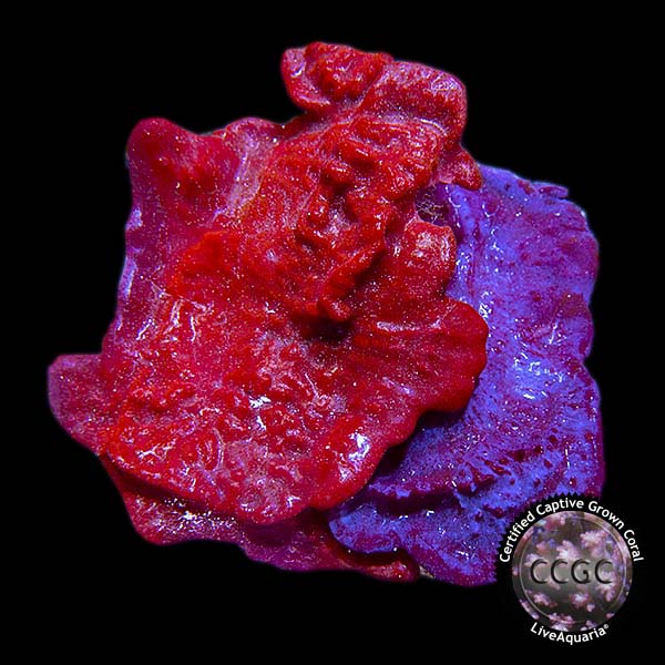 Mystery Coral