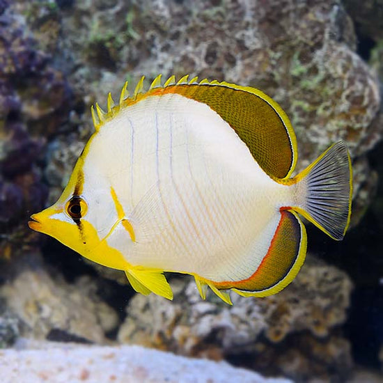 Yellowhead Butterflyfish – LiveAquaria