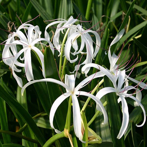 8 x 10 Tropical Full Sun Pond Plant Variety Pack