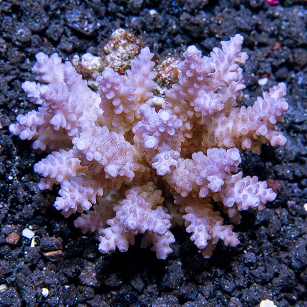 Assorted Acropora Coral